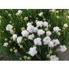 Armeria maritima ´Armada White´  Trávnička přímořska ´Armada White´