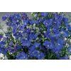 Delphinium grandiflorum 'Delfix Blue'  Ostrožka stračka 'Delfix Blue'