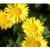 Doronicum orien. 'Leonardo Compact'  Kamzičník 'Leonardo Compact'