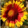 Gaillardia aristata 'Arisona sun'  Kokarda osinatá 'Kobold'