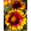 Gaillardia aristata 'Arisona sun'  Kokarda osinatá 'Kobold'