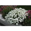 Iberis sempervirens 'Tahoe'  Iberka 'Tahoe'