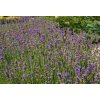 Lavandula angustifolia 'Blue Scent'  Levandule lékařská 'Blue Scent'