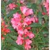Penstemon barbatus 'Pinacolada Violete'  Dračík 'Pinacolada Violete'