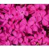 Phlox subulata ´Mc Daniels Cushion´  Plamenka šídlovitá ´Mc Daniels Cushion´