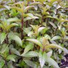 Mentha piperita ´Chocolate´  Máta peprná