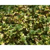 Thymus citriodorus Aureus  Mateřídouška citronová Aureus