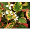 Houttuynia cordata 'Chameleon'  Houttuynia 'Chameleon'