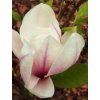 Magnolia soulangiana 60 - 100 cm  Šácholán Soulangeanův