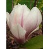 Magnolia soulangiana 60 - 100 cm  Šácholán Soulangeanův