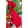 Rosa Red Cascade - pokryvná  Růže pokryvná Red Cascade