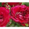 Rosa Red Cascade - pokryvná  Růže pokryvná Red Cascade