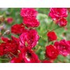 Rosa Red Cascade - pokryvná  Růže pokryvná Red Cascade