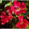 Rosa Fairy Queen - pokryvná  Růže pokryvná Fairy Queen