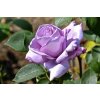 Rosa Sissi - velkokvětá  Růže velkokvětá Sissi