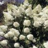 Hydrangea paniculata ´Grandiflora´  Hortenzie latnatá ´Grandiflora´
