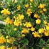 Berberis buxifolia 'Nana'  Buxus zimostrázový 'Nana'