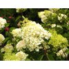 Hydrangea paniculata ´Grandiflora´  Hortenzie latnatá ´Grandiflora´