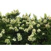 Hydrangea paniculata ´Unique´  Hortenzie latnatá ´Unique´