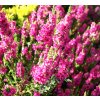 Calluna vulgaris 'Peter Sparkes' - růžový  Vřes obecný 'Peter Sparkes'