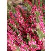 Calluna vulgaris 'Aphrodite' - růžovočervený  Vřes obecný 'Aphrodite'
