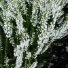 Calluna vulgaris 'Alba' - bílá  Vřes obecný 'Alba'