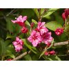 Weigela ´Eva Supreme´  Vajgélie ´Eva Supreme´