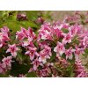 Weigela ´Boskoop Glory´  Vajgélie ´Boskoop Glory´