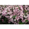Weigela Piccolo  Vajgélie Piccolo