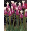 Tulipa liliflora Ballade (8 ks)  Tulipán liliokvětý Ballade