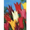 Tulipa liliflora - směs barev (7 ks)  Tulipán liliokvětý - směs barev