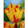 Tulipa Flaming Parrot  Tulipán  Flaming Parrot