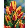 Tulipa Colour Spectacle (5 ks) mnohokvěté!  Tulipán mnohokvětý Colour Spectacle