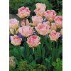 Tulipa Angelique - pivoňkovitý (7 ks)  Tulipán pivoňkovitý Angelique