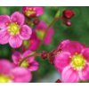Saxifraga arendsii ´Highlander Red´  Lomikámen ´Highlander Red´