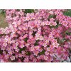 Saxifraga arendsii ´Highlander Red´  Lomikámen ´Highlander Red´