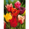 Tulipa Crispa - směs třepenitých barev (10 ks)  Tulipán Crispa - směs třepenitých barev