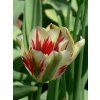 Tulipa viridiflora Flaming Springgreen (7 ks)  Tulipán viridiflora Flaming Springreen