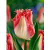 Tulipa Foxtrot  Tulipán crispa Lingerie
