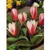 Tulipa kaufmaniana Heart´s Delight (7 ks)  Tulipán kaufmaniana Heart´s Delight