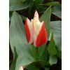 Tulipa gregii Perfectionist (7 ks)  Tulipán gregii Perfectionist