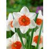 Narcissus Decoy (5 ks)  Narcis Decoy