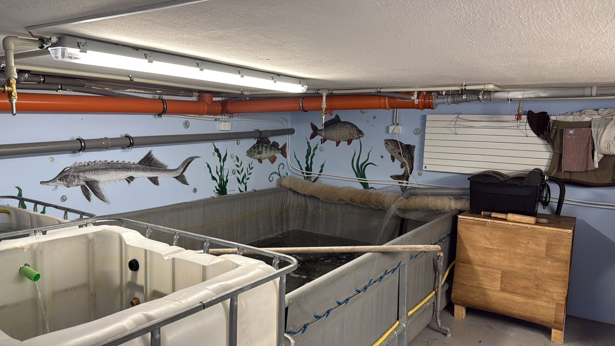 Otevíráme novou prodejnu živých ryb