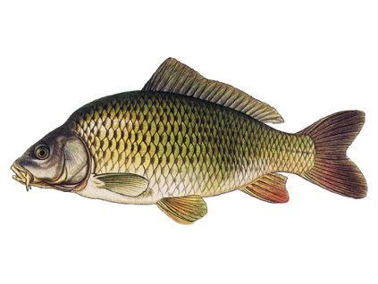 Kapr obecný