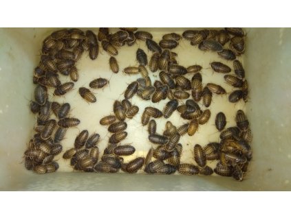 Blaptica dubia střední (3-4cm) - 0,5 litru = 250g (cca 160-180ks , 1ks/2,90kč)