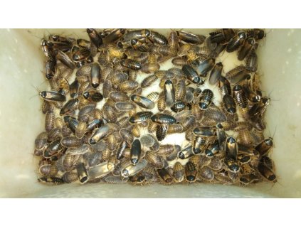 Blaptica dubia mix velcí + mladí dospělci - 2 litry = 1kg (cca 600-660ks, 1ks/2,30kč)