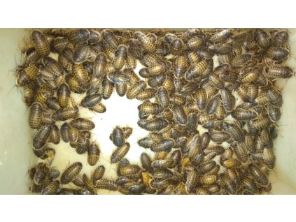 Blaptica dubia střední (3-4cm)-3 litry=1,5kg (cca1000-1050ks,1ks/2,30kč)