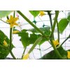 Síť pro rostliny BRADAS PLANT NET 8 g/m² zelená 1,7 x 500 m