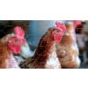 Pozinkované pletivo ZN 1 x 50 m šestihranné (oko 25x25mm)