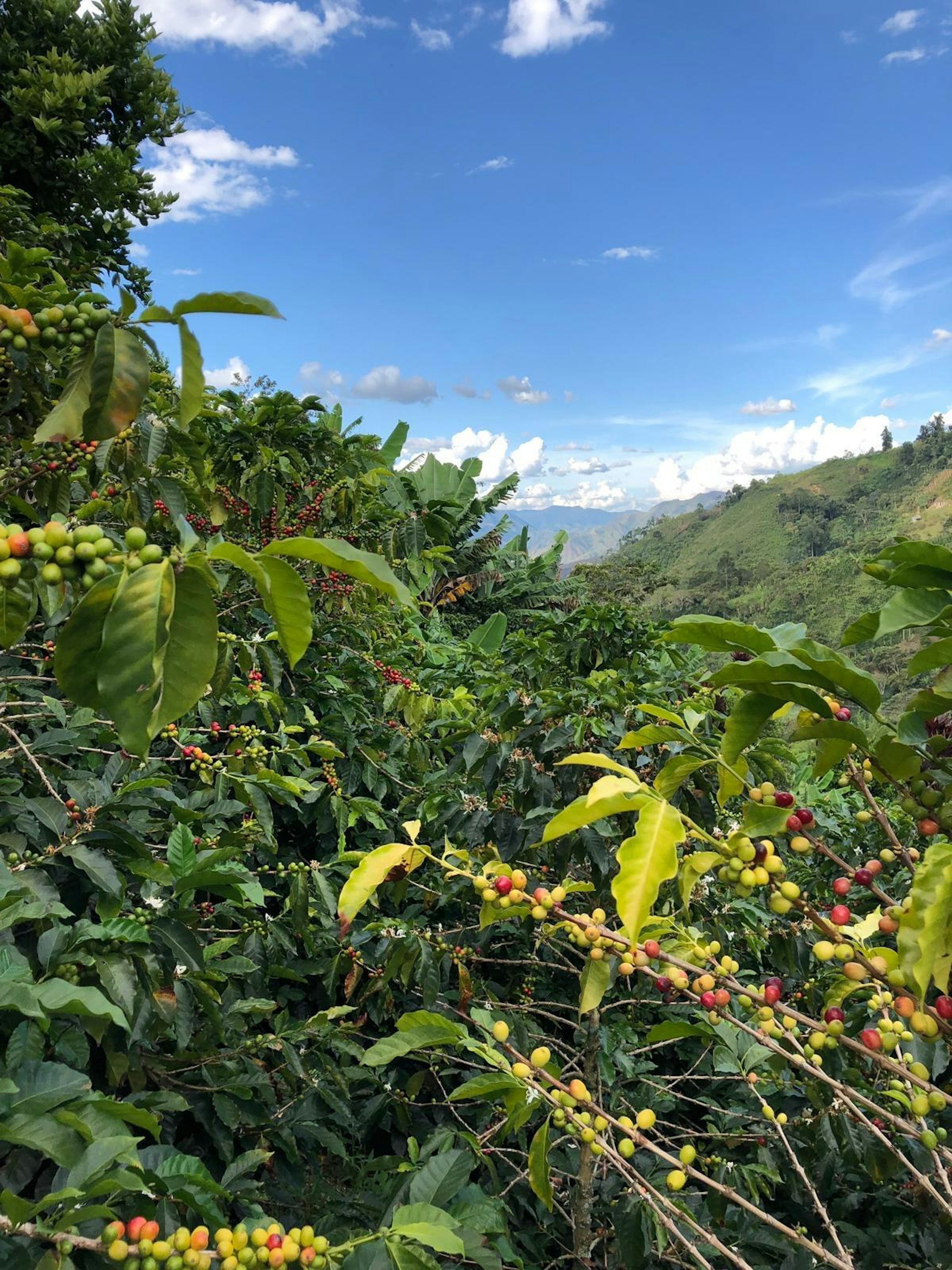 Huila